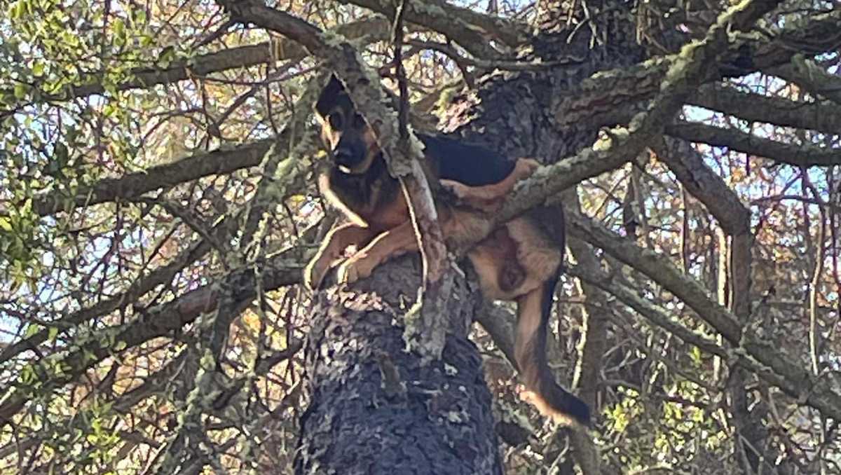 Missing California dog found 25 feet up a tree