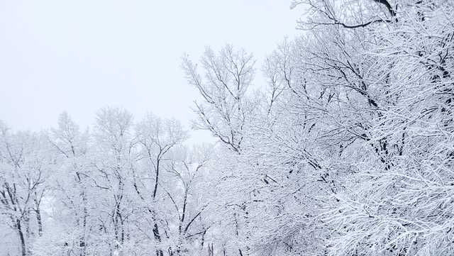 Snow totals across Maryland for Feb. 17, 2024 - Vimarsana News