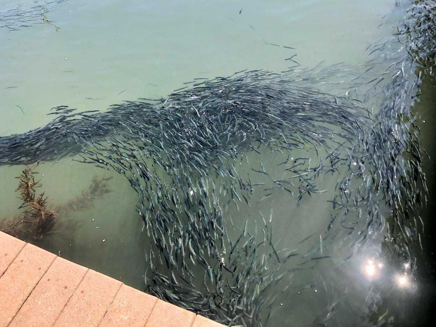 Efforts made to prevent mass die off as anchovies swarm into Santa