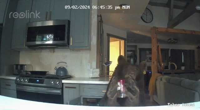 Surveillance footage shows bear eating a can of jelly at the counter after raiding the refrigerator of a South Lake Tahoe cabin.