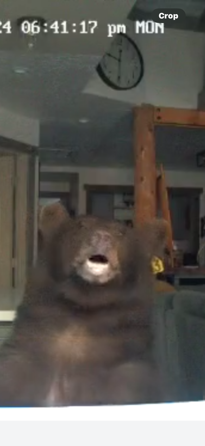 The surveillance camera footage shows the bear's face in close-up.