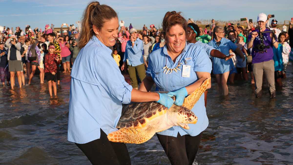 Marine Science Center returns the turtle to the Atlantic Ocean