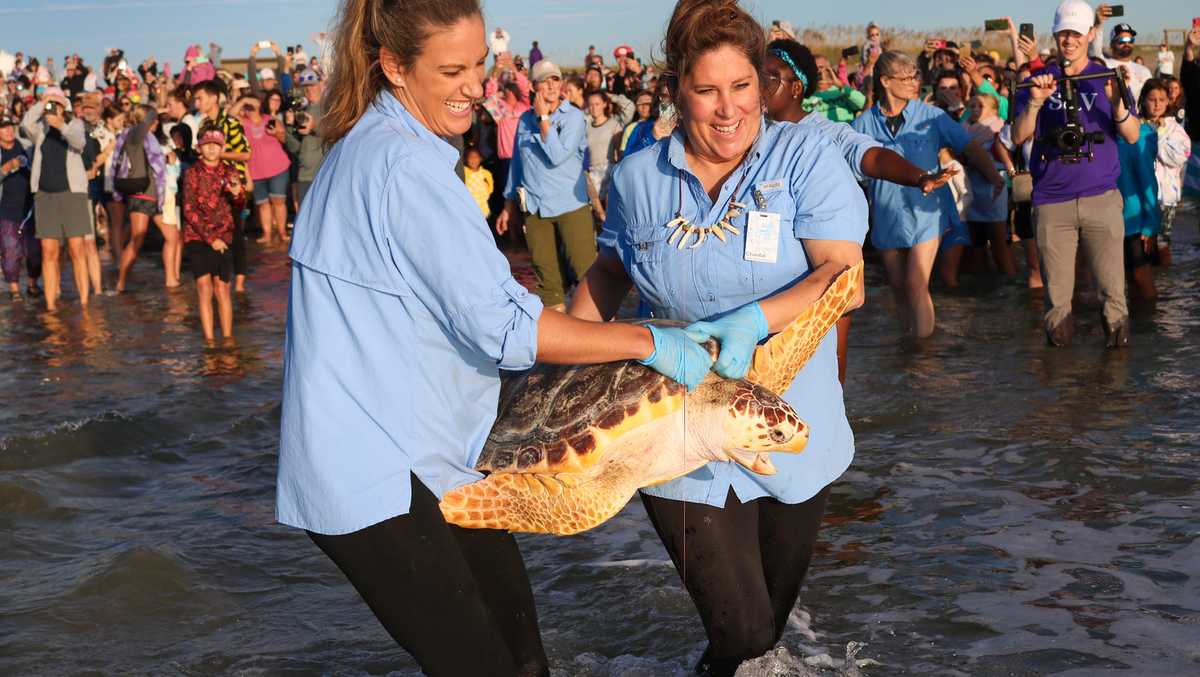 Marine Science Center returns the turtle to the Atlantic Ocean