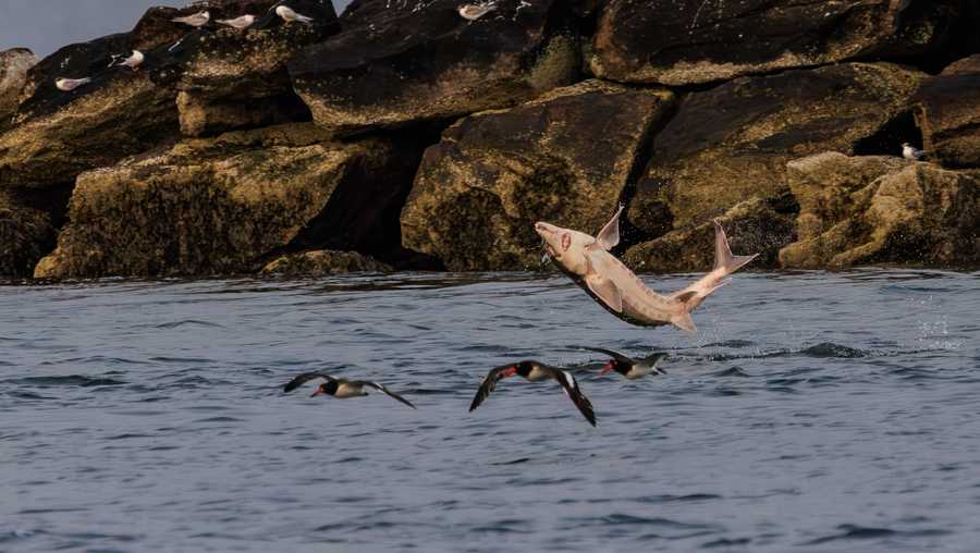 sturgeon and american oystercatcher