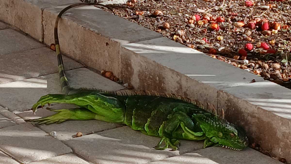 Extreme cold in Florida prompts large-scale collection efforts of invasive iguanas