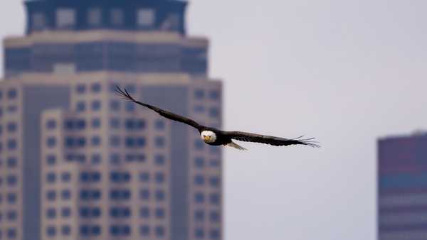 check out these stunning photos of bald eagles in downtown des moines