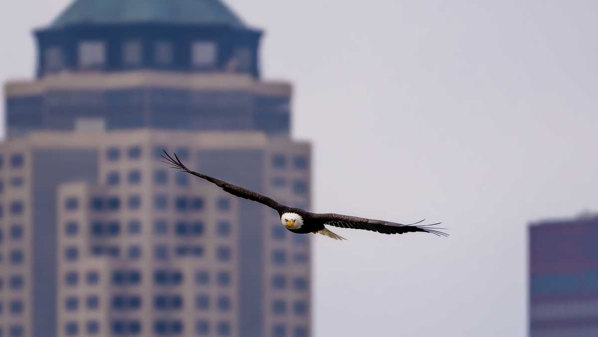 Check out these stunning photos of bald eagles in downtown Des Moines