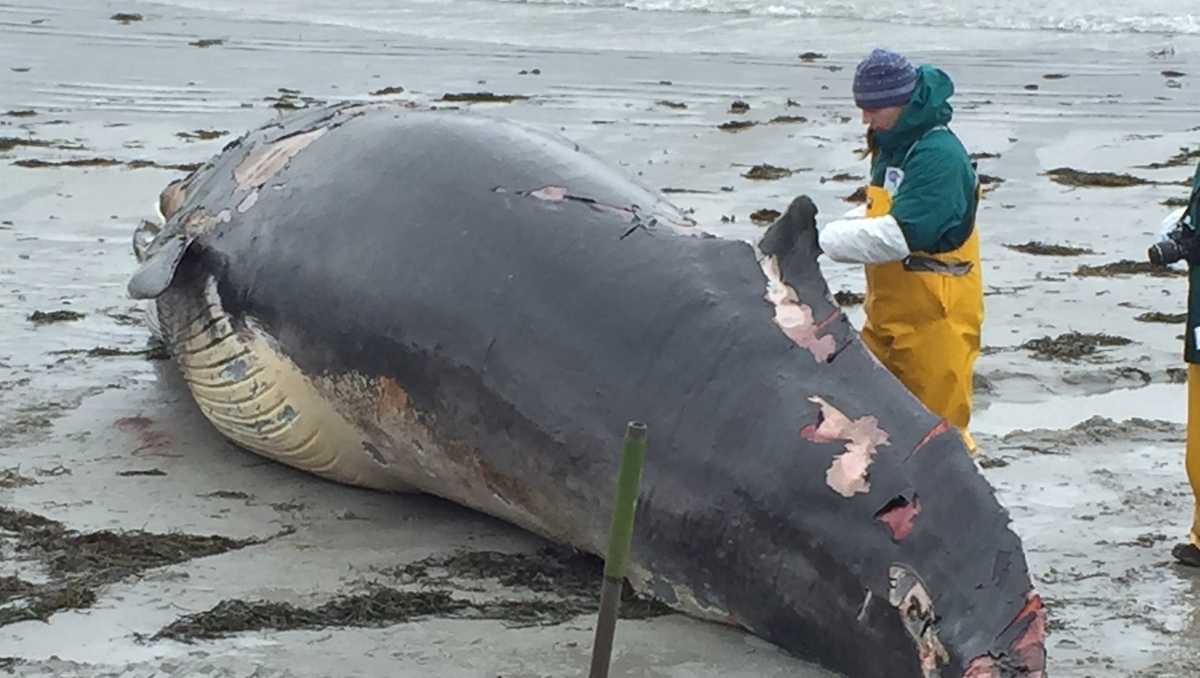 NOAA launching investigation into minke whale deaths