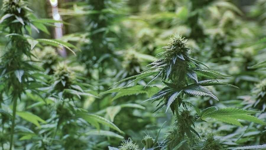 Cannabis values decline over 50%, Monterey County Crop Report shows - Vimarsana News