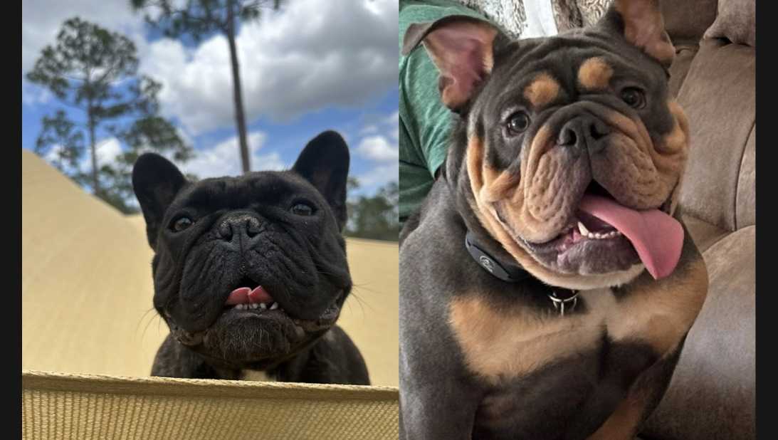 Tampa couple searches for missing puppy Blue from Rover sitter