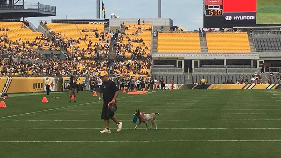 The field at HeinzField is all set for the Pittsburgh Steelers and for the  first time, 5,500 of SteelersNation, to take on the Eagles this Sunday. : r/ steelers