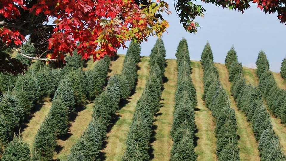 Viewers' Choice 2016: Best Christmas tree farm in New Hampshire