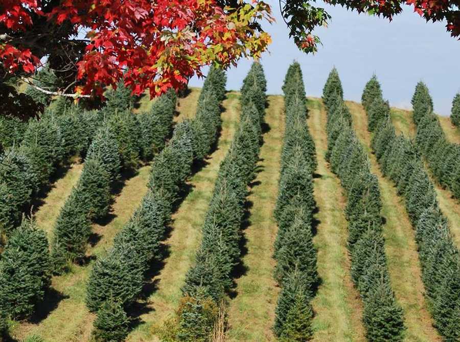 Viewers' Choice 2016 Best Christmas tree farm in New Hampshire