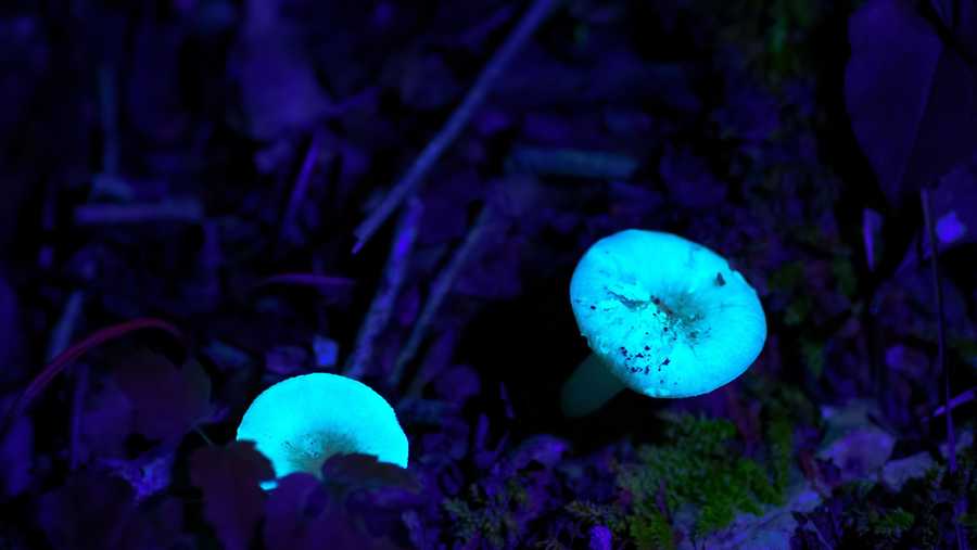 Bernheim Forest has mushrooms, and other things, that glow in the dark