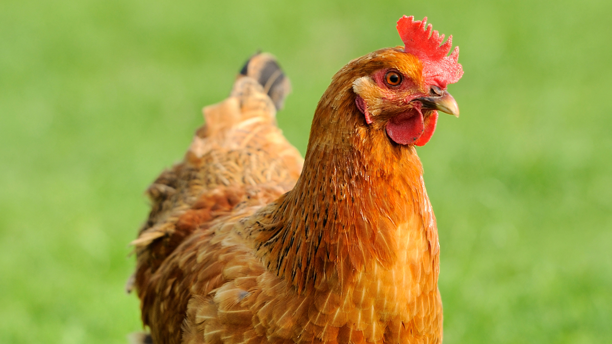 Highly pathogenic avian flu detected at Alabama chicken farm, nearly 48K birds killed