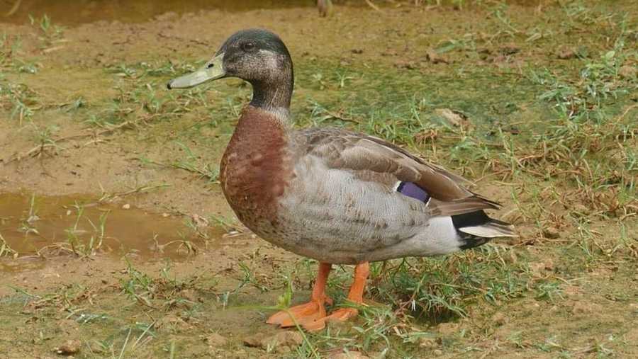 Trevor the Duck