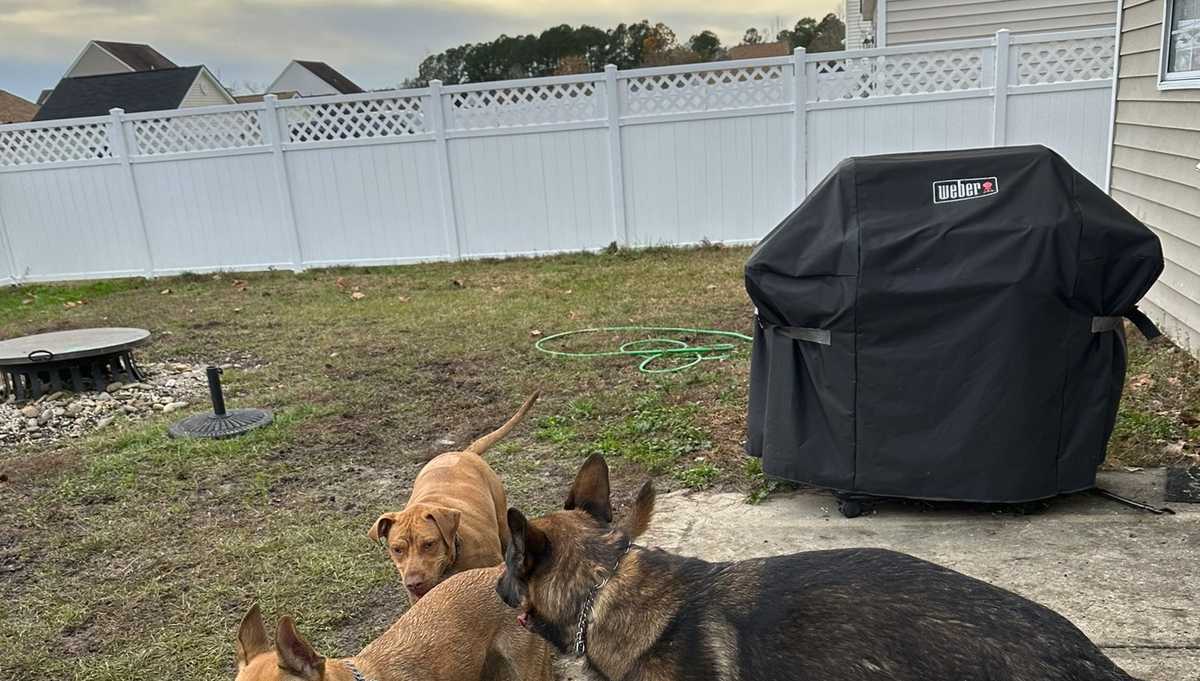 Delivery driver’s quick actions in Okatie helps save pets, home