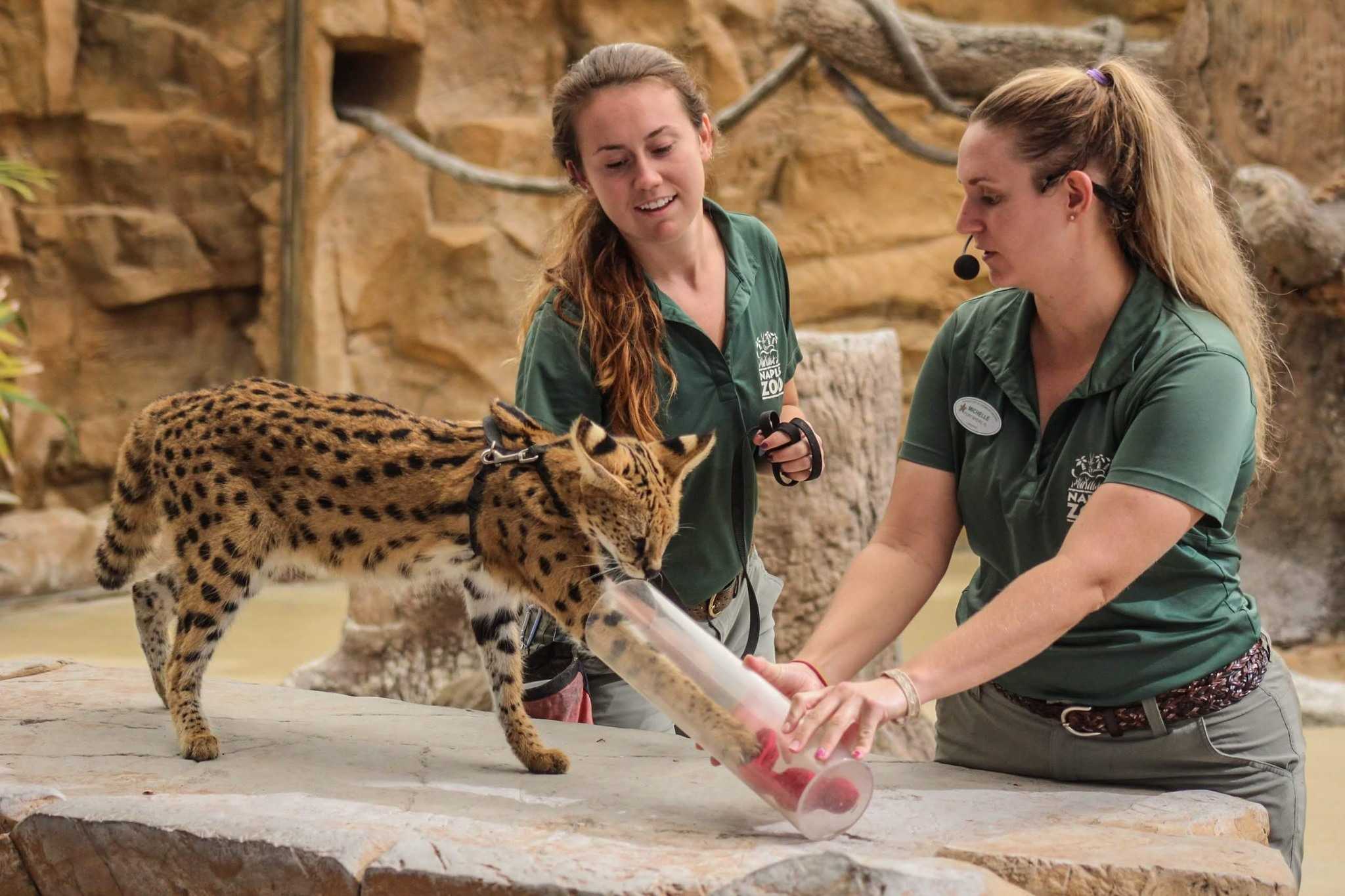 Naples Zoo mourns death of African Serval