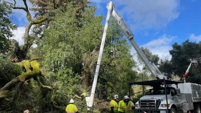 Tree down on Bear Creek causing traffic delays in Santa Cruz Mountains - Vimarsana News