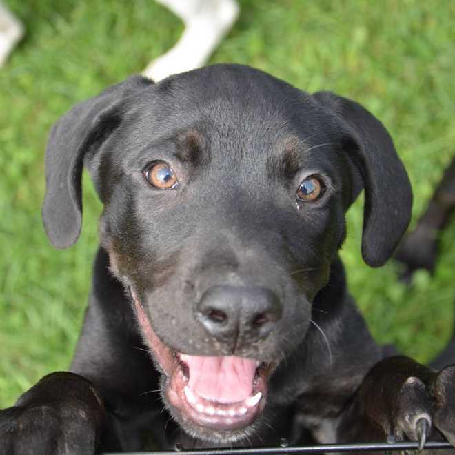 Hurricane Florence puppies, mother dogs up for adoption