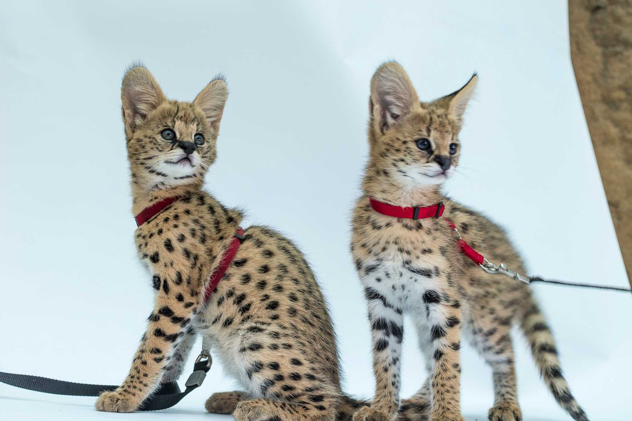 Naples Zoo mourns death of African Serval