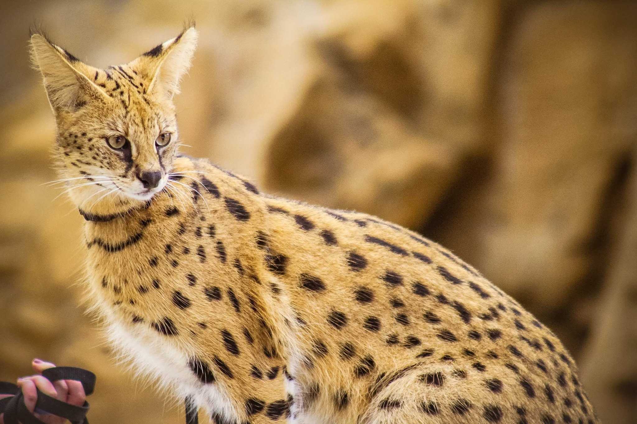 希少　50s 60s SERVAL ゴブラン　ブルゾンBarnsville Naples Zoo mourns death of African Serval