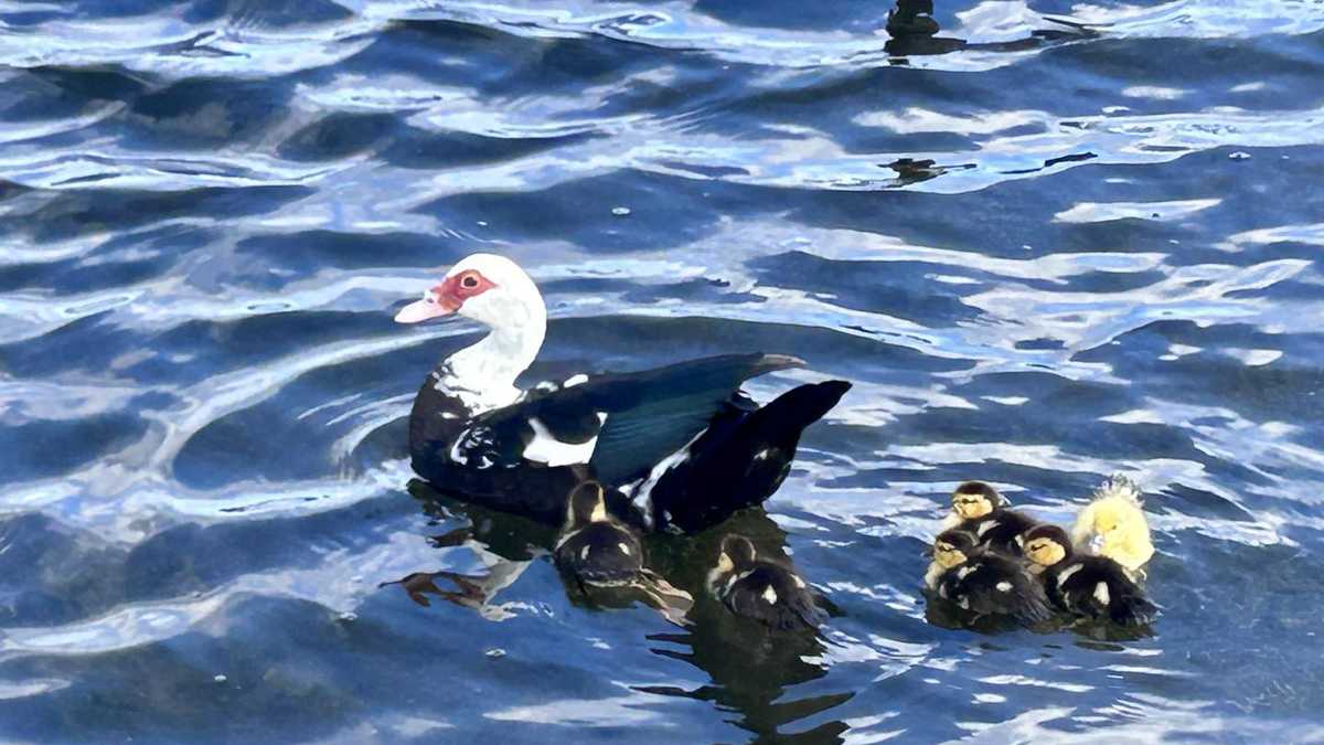 South Trail Fire Rescue saves 13 ducklings from storm drain
