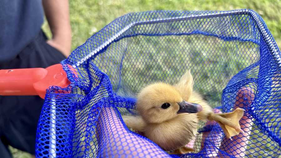 South Trail Fire Rescue saves 13 ducklings from storm drain