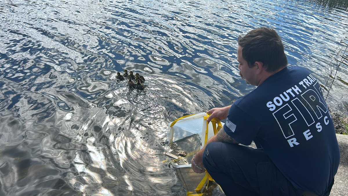 South Trail Fire Rescue saves 13 ducklings from storm drain