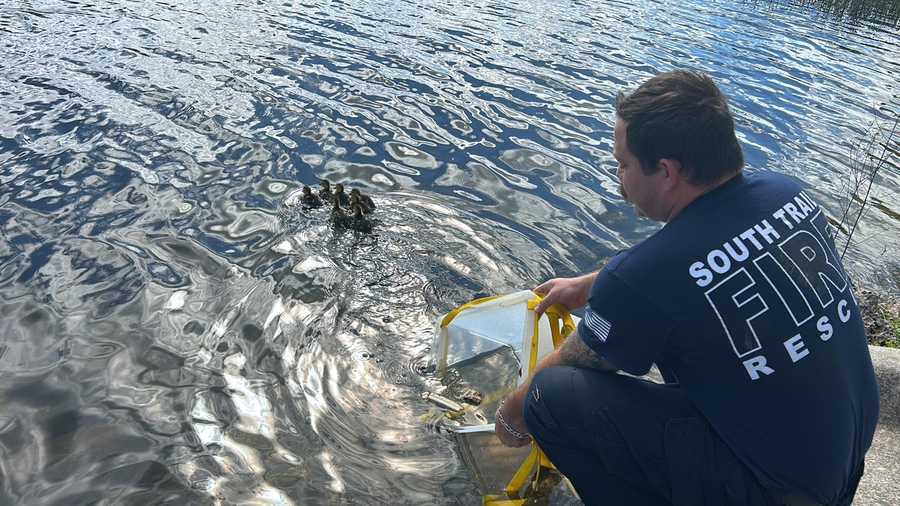 South Trail Fire Rescue saves 13 ducklings from storm drain