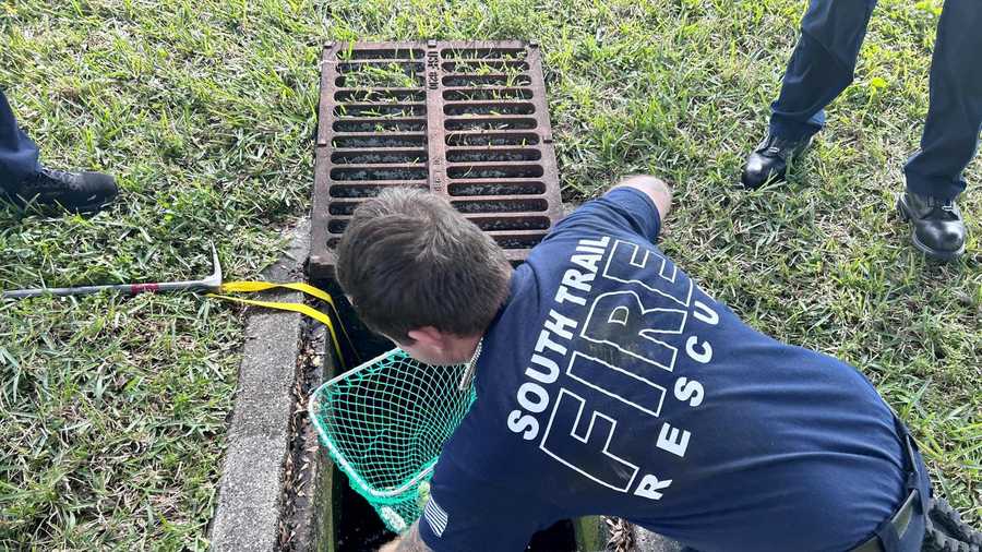 South Trail Fire Rescue saves 13 ducklings from storm drain