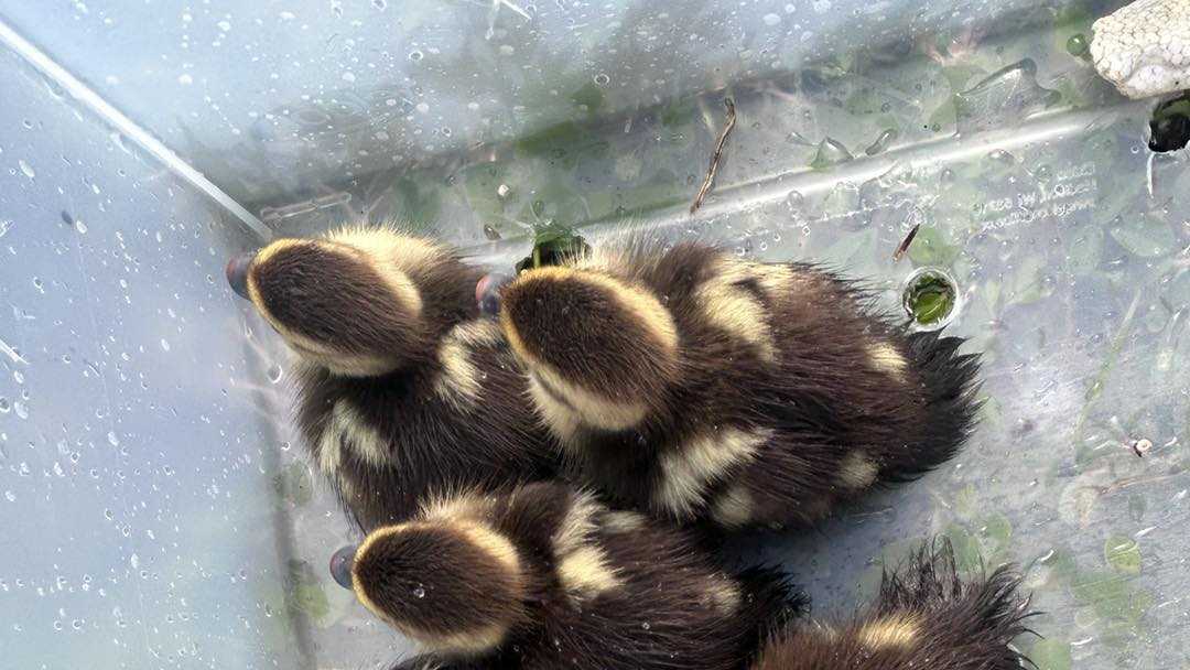 South Trail Fire Rescue saves 13 ducklings from storm drain