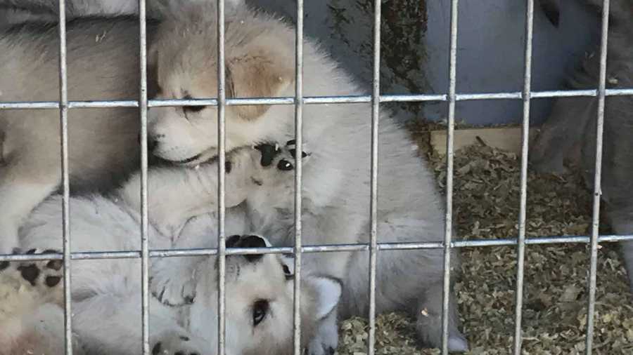 Dozens of wolfdog puppies were days from being euthanized.