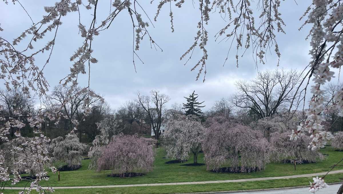 When will Cherry blossom trees at Ault Park be in peak bloom?