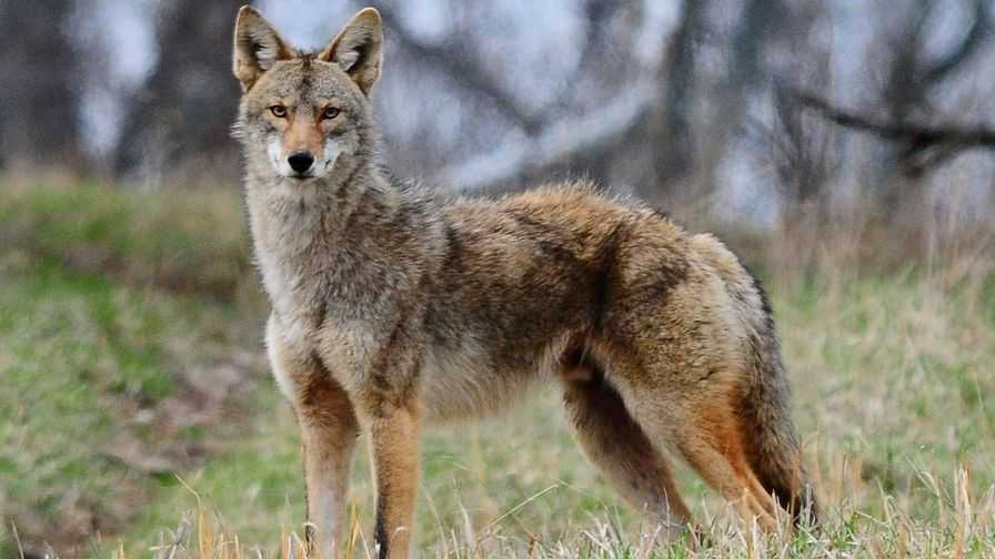 Increased sightings of coyotes in Seaside