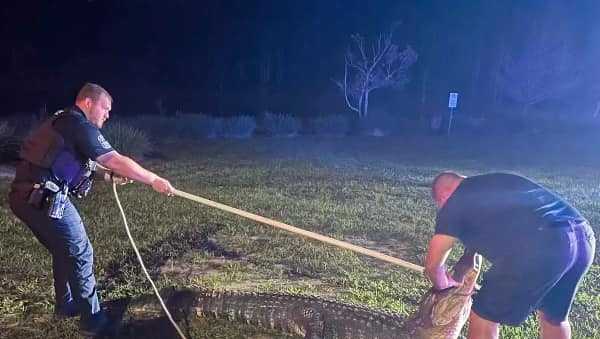 Large gator captured at The Forum in Fort Myers - Vimarsana News