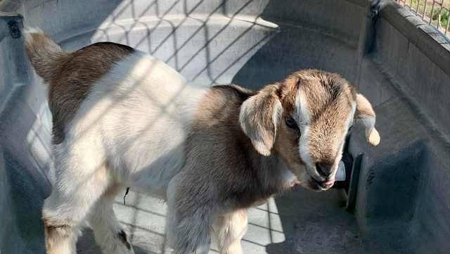 The KC Zoo will warm your hearts with their new baby goat names - Vimarsana News