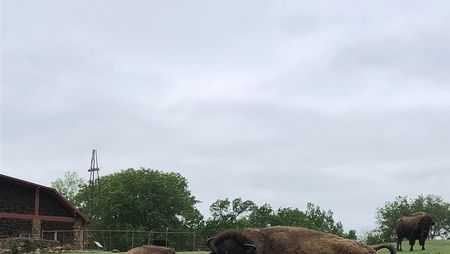 Pawnee Bill Ranch's first baby bison of the season born - Vimarsana News