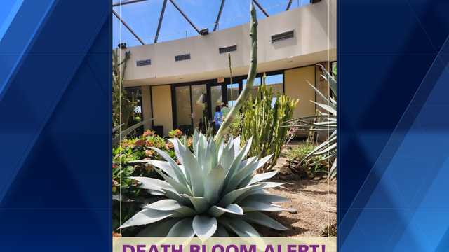 Des Moines Botanical Garden prepares for bloom and death of flower