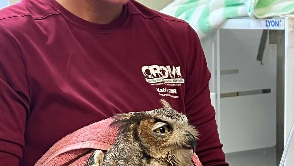 CROW removes pellet from Great Horned Owl's shoulder