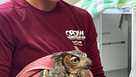 CROW removes pellet from Great Horned Owl's shoulder