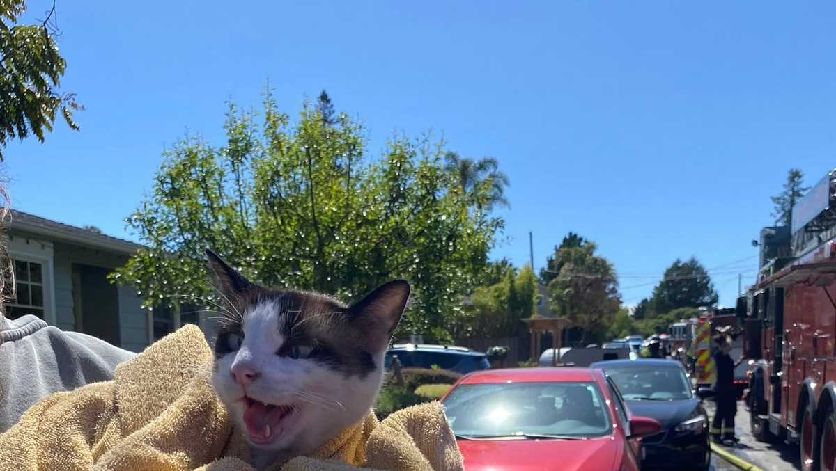Cat rescued during Califronia structure fire