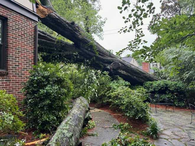 Tree felled at Bergbach, town hall