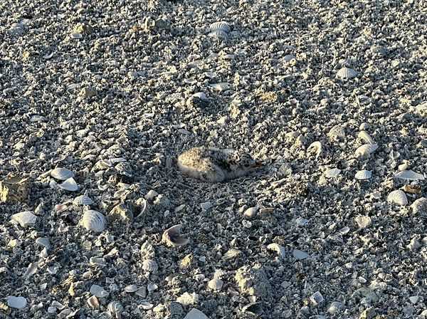 least terns nesting