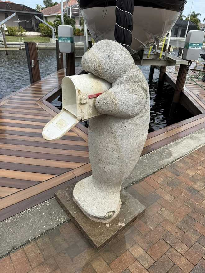 ﻿Milton the Mailbox Manatee after he was rescued from a canal along Moon Court on Marco Island.