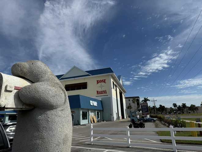 ﻿Milton the Mailbox Manatee deciding swimming is too hard, so he charted a boat at Rose Marina instead.