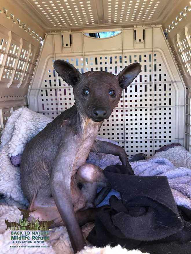 Mystery Animal Found In Orange County Can You Guess What It Is Mystery Animal Found In Orange County Can You Guess What It Is