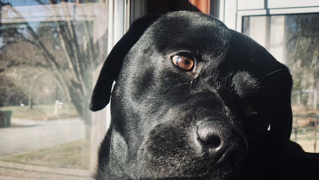 North Carolina police shoot, kill 'wrong' dog, family says - Vimarsana News