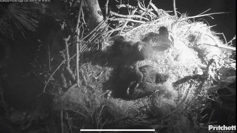 An eaglet from the famous nest on SWFL Eagle Cam ﻿died suddenly in its nest.