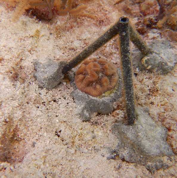 Coral Defender—a biodegradable, 3D-printed tool designed to safeguard newly outplanted corals.